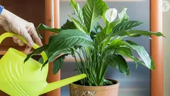 De bladeren van de spathiphyllum worden geel: waarom gebeurt dit en wat kan je eraan doen?