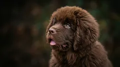 Stille hondenrassen: welke rassen blaffen bijna nooit?