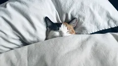 Vergeet slapeloosheid: 8 praktische manieren om ’s nachts sneller in slaap te vallen